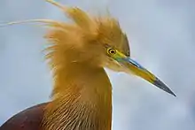 Image 68Pond herons are herons, typically 40–50&nbsp;cm (16–20&nbsp;in) long with an 80–100&nbsp;cm (31–39&nbsp;in) wingspan, which mostly breed in the tropical Old World. The photo shows a heron at Bangabandhu Sheikh Mujib Safari Park.Photo Credit: Abdul Momin
