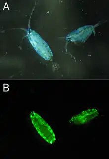 Green fluorescence in the marine copepod Pontella mimocerami.