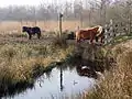 Ponies in Oudega