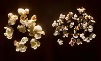 Popcorn (left) and popped sorghum (right)