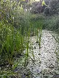 "Potamogeton natans and habitat"
