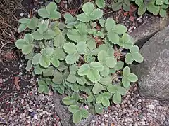 Plant