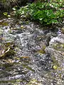 Source River Tresnjice, mountain Povlen