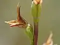 Side view of P. caudiculum flower