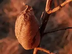 Praying mantis (Mantis religiosa) Ootheca in Guelph, Ontario, Canada.