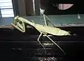 Adult female Stagmomantis limbata