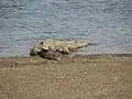 Jawai dam constituting many crocodiles that rest on the shores during the daytime or wait for their pray to come nearby.