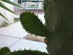 Pad continues growth ►