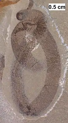 Carbonized fossil of a possible leech from the Silurian Waukesha Biota of Wisconsin.