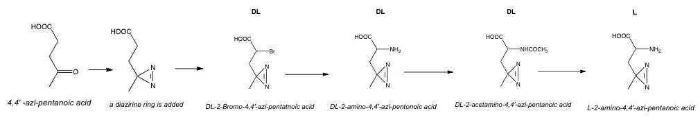 Procedure of synthesis of .mw-parser-output span.smallcaps{font-variant:small-caps}.mw-parser-output span.smallcaps-smaller{font-size:85%}l-Photo-Leucine