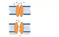 Prokaryotic model. Channel opens in response to membrane deformation (green arrows). Adapted from Lumpkin et al.