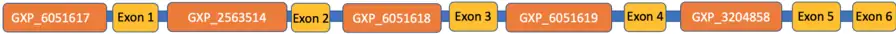 Schematic diagram of the C6orf136 mRNA transcript with the ElDorado suggested promotor sites and axons labelled. Regions are not drawn to scale.