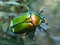 Protaetia cuprea in Israel