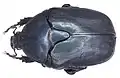 Protaetia opaca