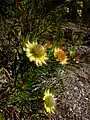 Protea scolymocephala
