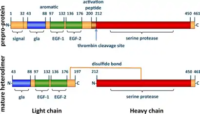 A tube diagram representing the linear amino acid sequence of the preproprotein C (461 amino acids long) and mature heterodimer (light + heavy chains) highlighting the locations of the signal (1-32), gla (43-88), EGF-1 (97-132), EGF-2 (136-176), activation peptide (200-211), and serine protease (212-450) domains.  The light (43-197) and heavy (212-461) chains of the heterodimer are joined by a line representing a disulfide bond between cysteine residues 183 and 319.