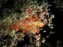 Pseudoceros sp. 32