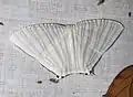 Pseudomicronia advocataria