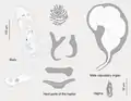 Pseudorhabdosynochus regius - with captions for parts and organs