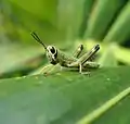 Nymph