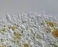 Psilocybe zapotecorum gill edge 1000x