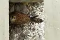 Common kestrel nest