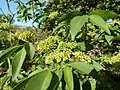 Foliage and infrutescences