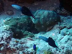 Blackfin dartfish (Ptereleotris evides)