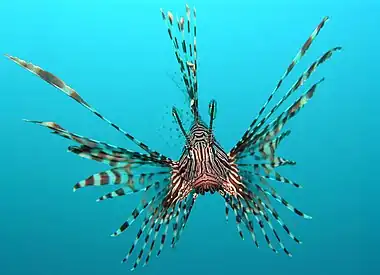 Head-on view of a red lionfish