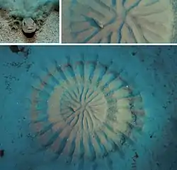 Ornamental art created in sand by a pufferfish