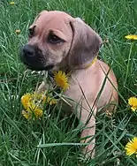Image 43Puggle puppy (from Puppy)
