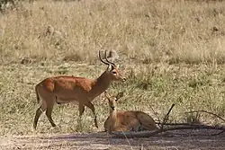 Male and female K. v. senganus, Kafue National Park, Zambia