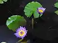 Purple Nymphaeaceae at JNTBGRI