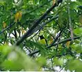 Purple rumped sunbird, BRT WLS Chamarajanagar