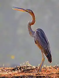 immature A. p. manilensis, Maharashtra, India