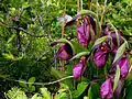 Spring Orchids