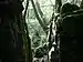 moss-covered rocks in Puzzlewood Forest