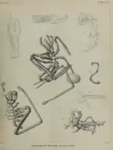 Pycnogonida (sea spiders) dredged by HMS Triton in the Faroe Channel in 1882<ref>.mw-parser-output cite.citation{font-style:inherit;word-wrap:break-word}.mw-parser-output .citation q{quotes:"\"""\"""'""'"}.mw-parser-output .citation:target{background-color:rgba(0,127,255,0.133)}.mw-parser-output .id-lock-free a,.mw-parser-output .citation .cs1-lock-free a{background:url("//upload.wikimedia.org/wikipedia/commons/6/65/Lock-green.svg")right 0.1em center/9px no-repeat}.mw-parser-output .id-lock-limited a,.mw-parser-output .id-lock-registration a,.mw-parser-output .citation .cs1-lock-limited a,.mw-parser-output .citation .cs1-lock-registration a{background:url("//upload.wikimedia.org/wikipedia/commons/d/d6/Lock-gray-alt-2.svg")right 0.1em center/9px no-repeat}.mw-parser-output .id-lock-subscription a,.mw-parser-output .citation .cs1-lock-subscription a{background:url("//upload.wikimedia.org/wikipedia/commons/a/aa/Lock-red-alt-2.svg")right 0.1em center/9px no-repeat}.mw-parser-output .cs1-ws-icon a{background:url("//upload.wikimedia.org/wikipedia/commons/4/4c/Wikisource-logo.svg")right 0.1em center/12px no-repeat}.mw-parser-output .cs1-code{color:inherit;background:inherit;border:none;padding:inherit}.mw-parser-output .cs1-hidden-error{display:none;color:#d33}.mw-parser-output .cs1-visible-error{color:#d33}.mw-parser-output .cs1-maint{display:none;color:#3a3;margin-left:0.3em}.mw-parser-output .cs1-format{font-size:95%}.mw-parser-output .cs1-kern-left{padding-left:0.2em}.mw-parser-output .cs1-kern-right{padding-right:0.2em}.mw-parser-output .citation .mw-selflink{font-weight:inherit}Hoek, Paulus Peronius Cato (1883). "The Pycnogonida dredged in the Faroe Channel during the Cruise of HMS "Triton" (in August 1882)". Transactions of the Royal Society of Edinburgh. 32: 1–10. doi:10.1017/S0080456800026624. S2CID&nbsp;130348962.