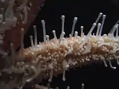 Close-up on a P. helianthoides.