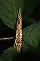 subadult female