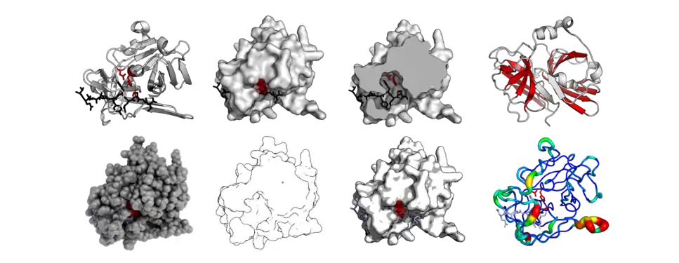 The same protein structure (TEV protease - PDB: 1LVB​) rendered in different modes. Standard cartoon, surface, cut-through of surface, highlighted barrels, 'QuteMol'-like, 'Goodsell'-like, glossy-surface, and b-factor putty.