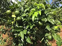 Tangerines, common in Nghệ An province