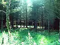 Trees in the dense forest in Crompton Moor