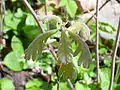 Seedling