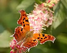 Dorsal