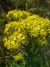 A yellow flower