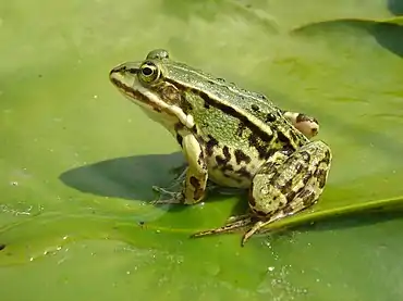 Frog