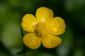 Creeping buttercup (Ranunculus repens)