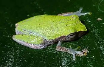 Dorsal view