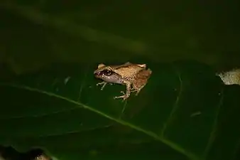 Lateral view